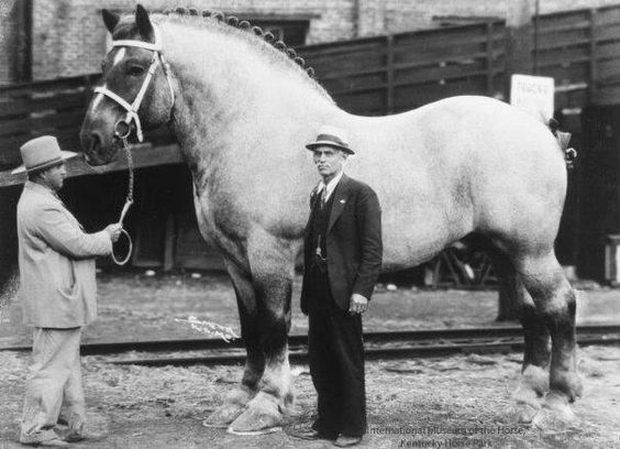 Top 5 Largest Horse Breeds | Prohorse