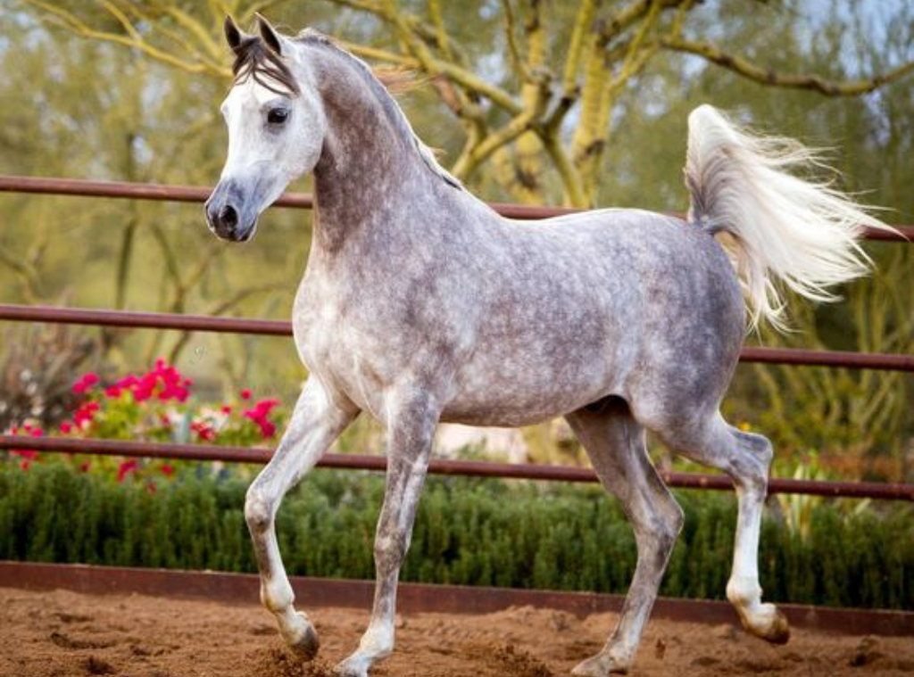 arabian-horse