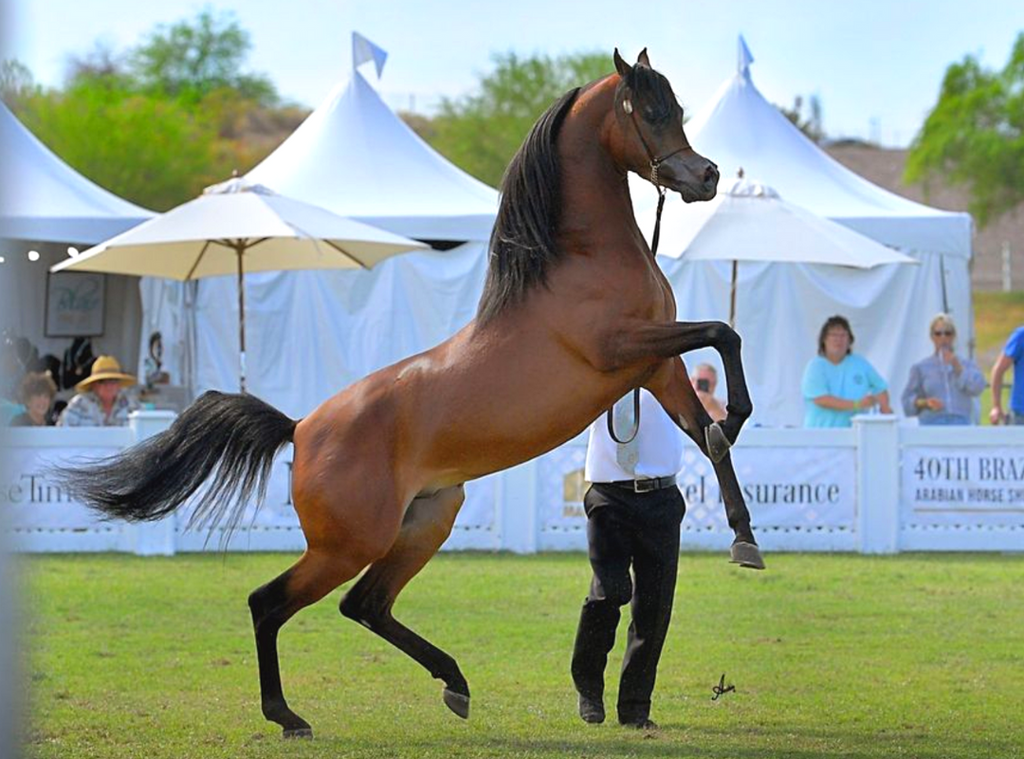 arabian-horse