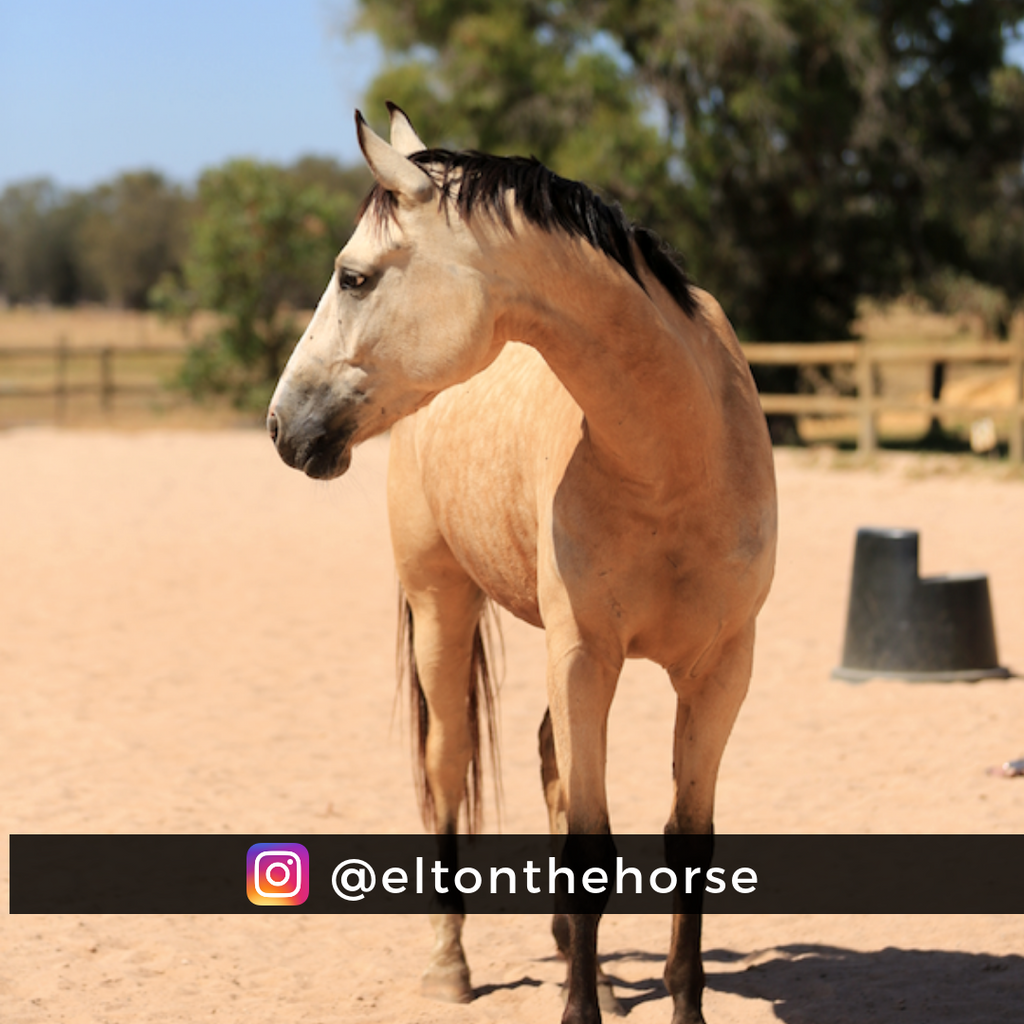 golden buckskin horse