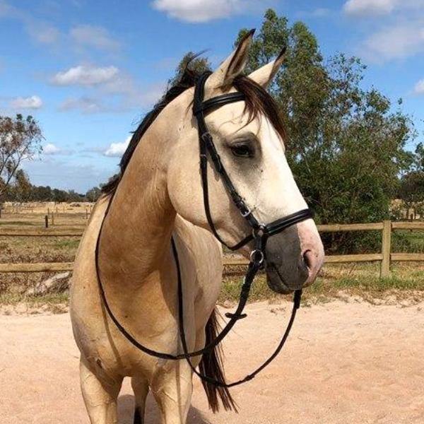 Bitless Bridle Australia Side Pull Leather Black Brown Prohorse