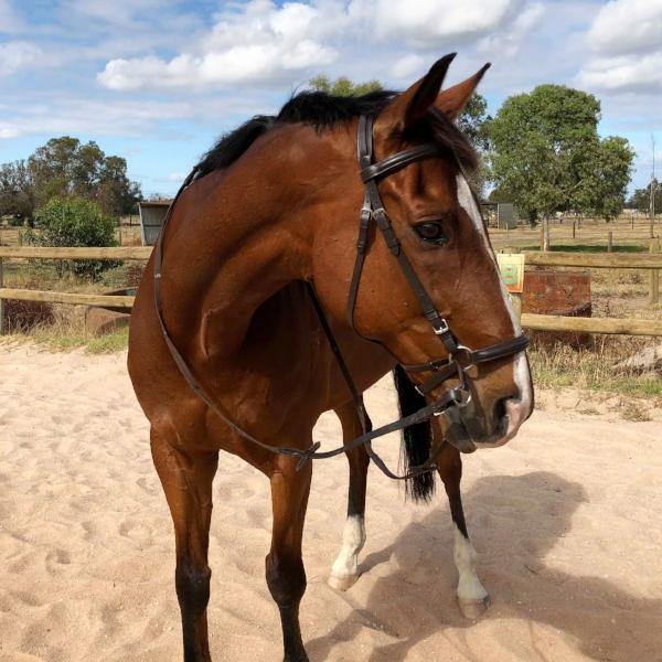 Bitless Bridle Australia Side Pull Leather Black Brown Prohorse