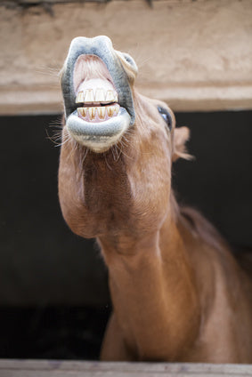 herbal horse treats from www.glenbrookfarm.com