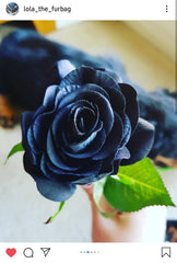 gothic-garden-box-goth-rose