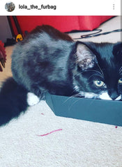 gracie-cat-box-goth