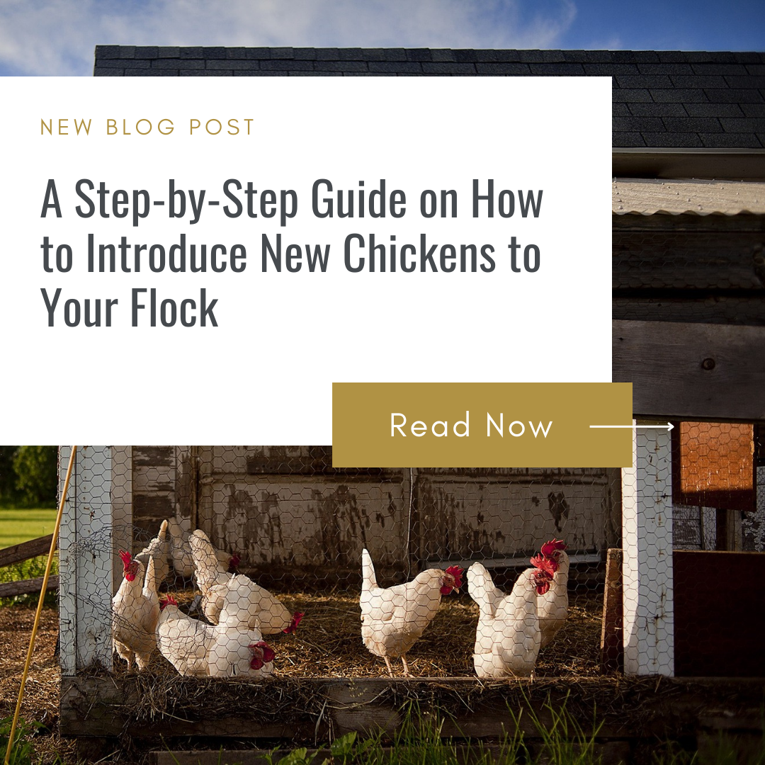 A Step By Step Guide On How To Introduce New Chickens To Your Flock Backyard Barnyard 