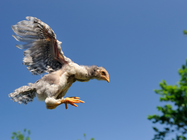 Chickens can fly well.