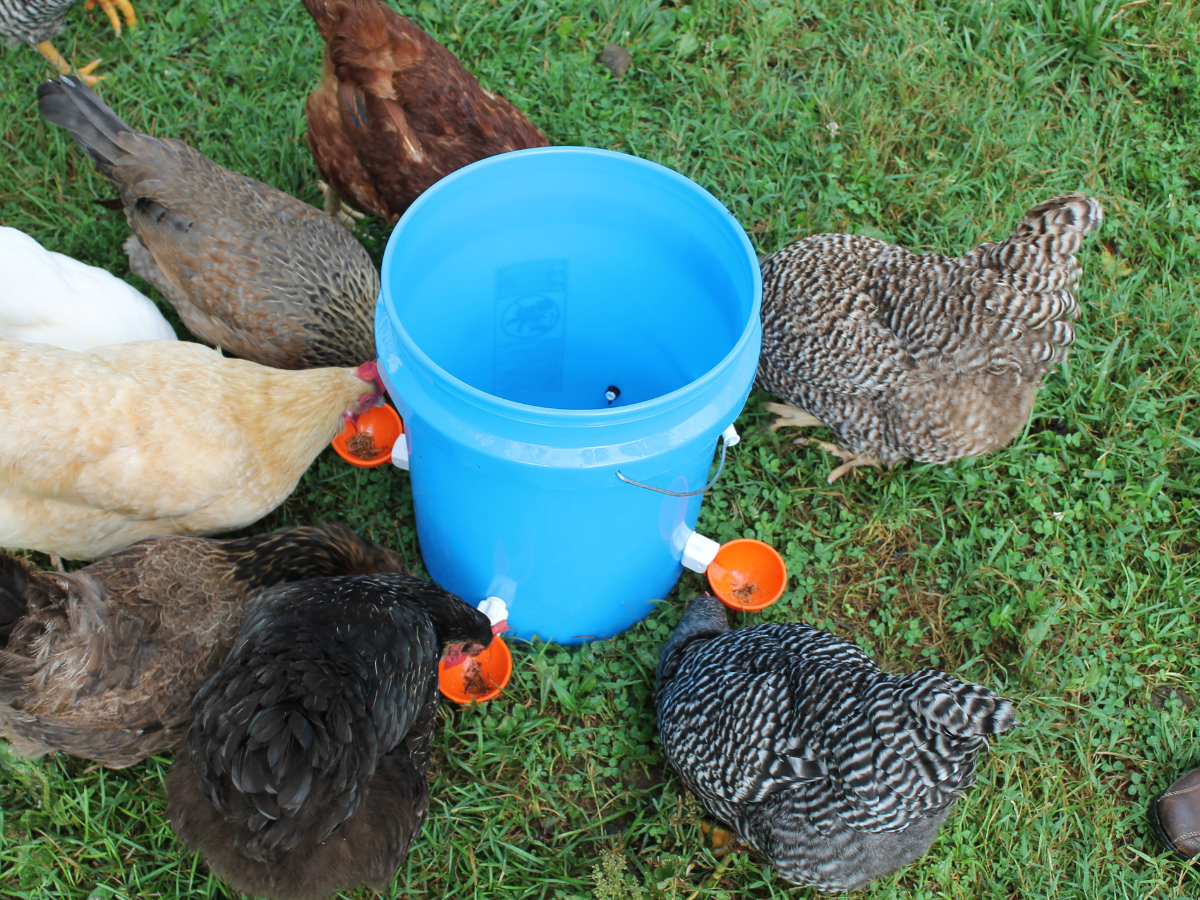 Adequate Feeder & Waterer Stations