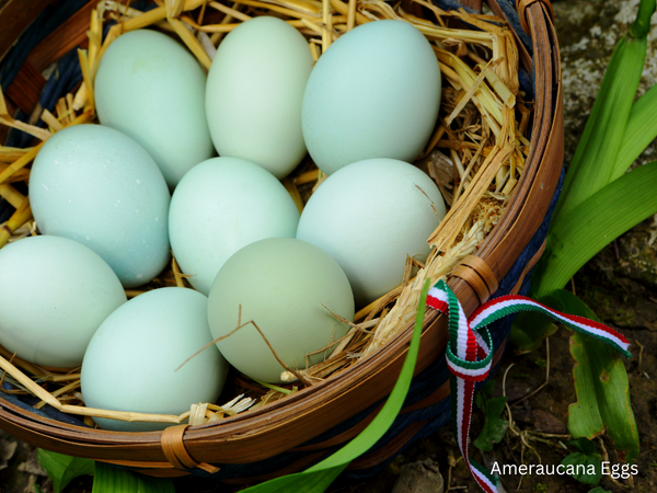 Ameraucana Eggs