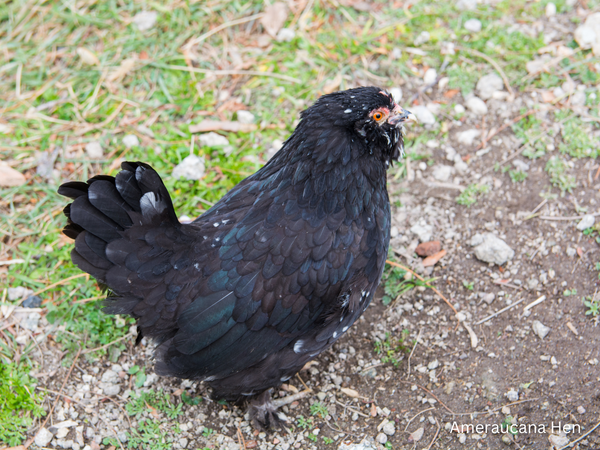 Ameraucana Hen