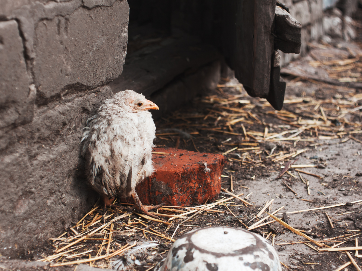 Backyard Barnyard Sick Chicks Chicken Pullet