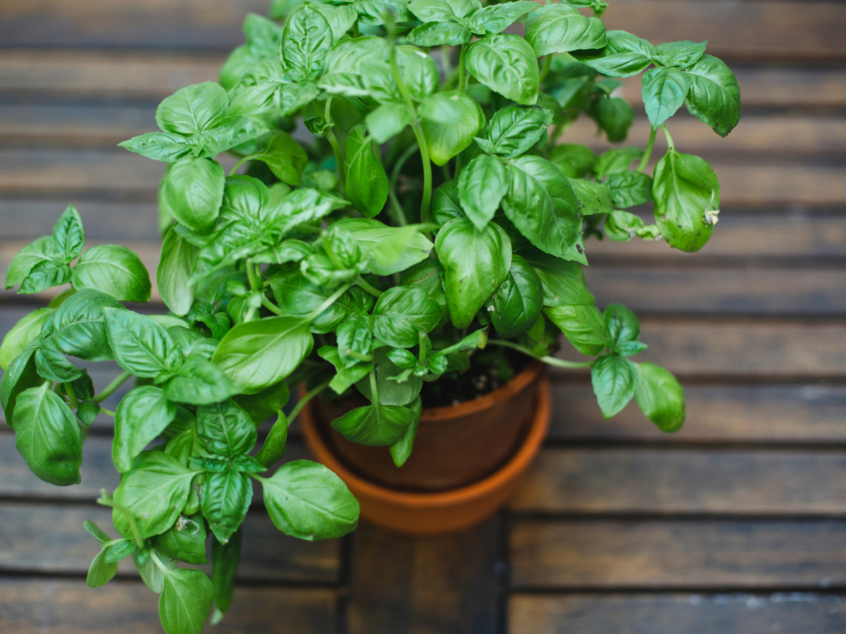 Basil Plant