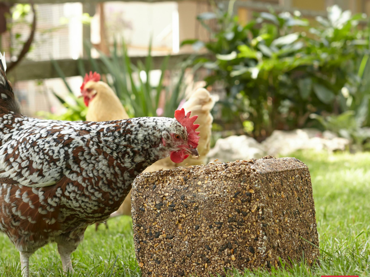 Designated Area for Pecking