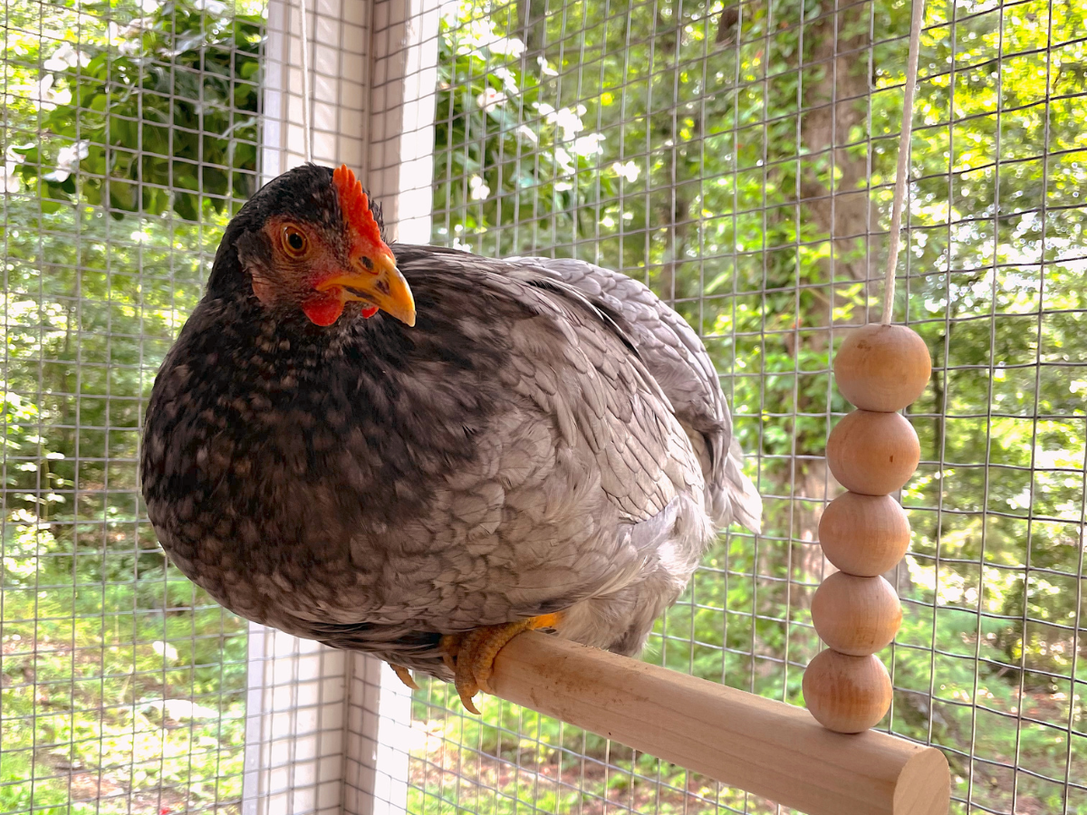 Enrichment Toys for the Coop