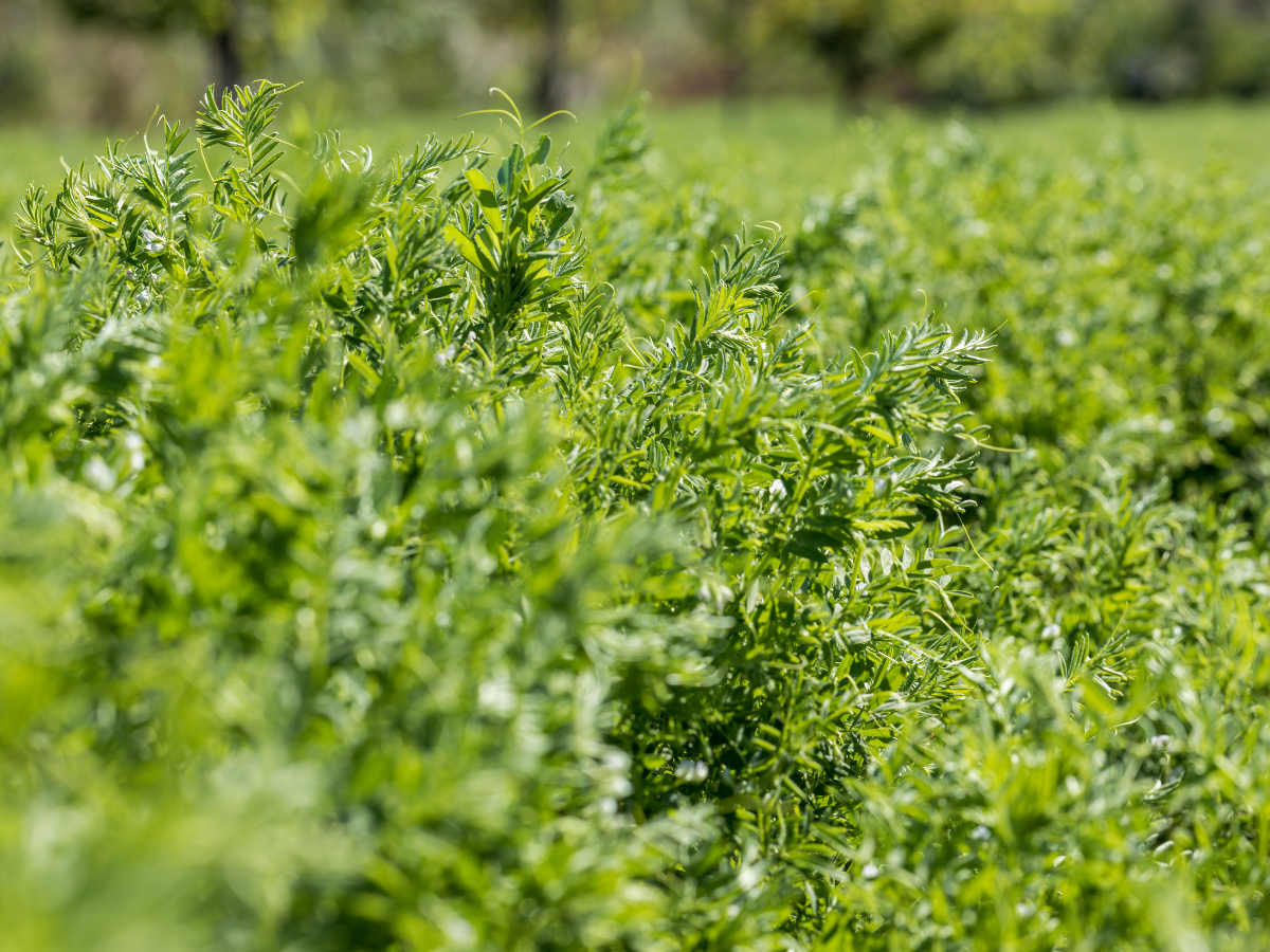 Lentils