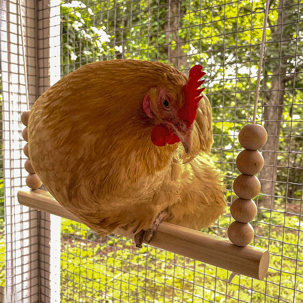 SUNDERSHALA Wooden Egg Tray upto 12 Eggs Storage Rack Premium Wooden Tray  Usable in Kitchen Refrigerator Chicken Egg Holder (Hen Shape, ‎12 x 9 x 1