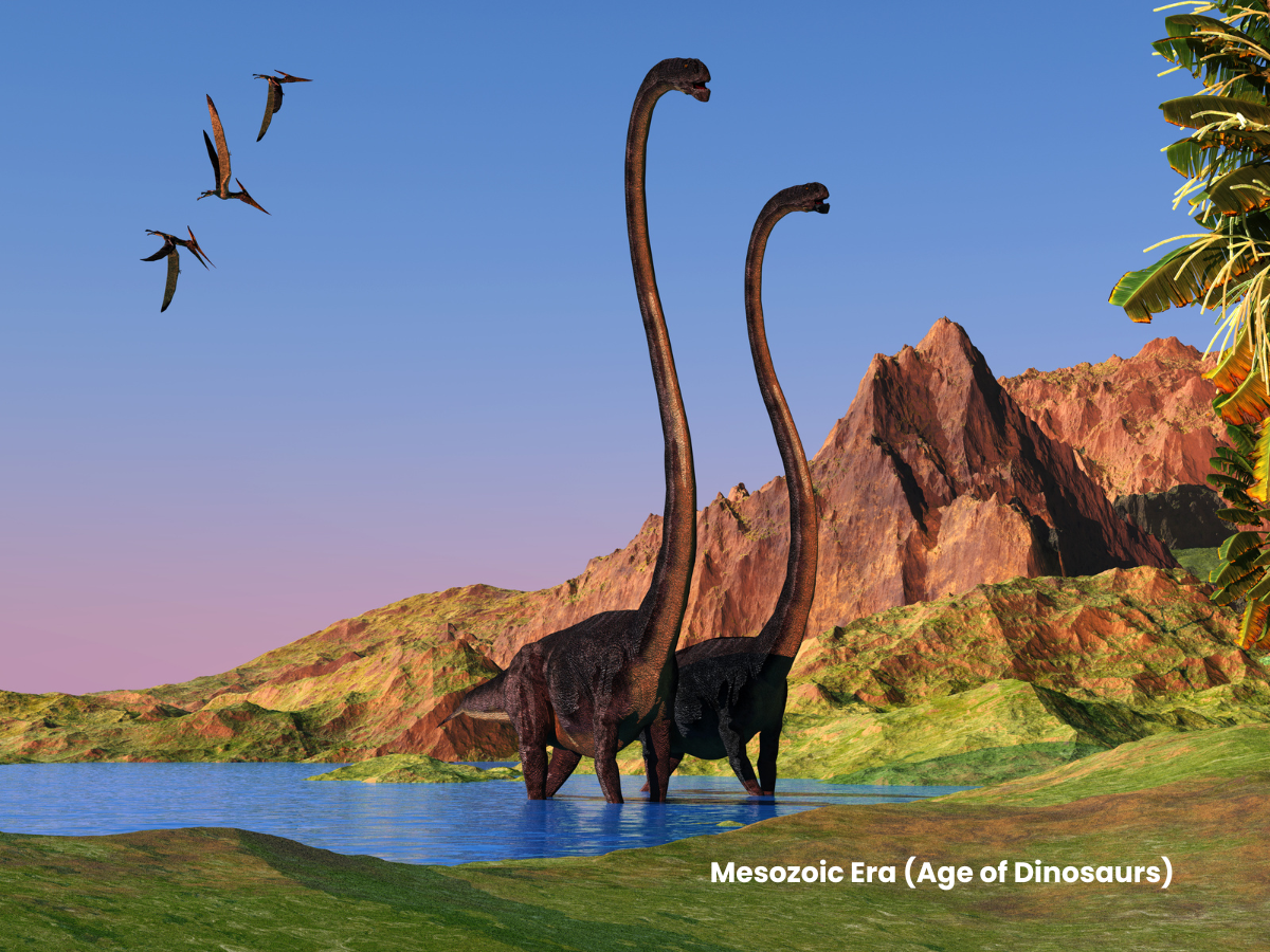 Mesozoic Era (Age of Dinosaurs)