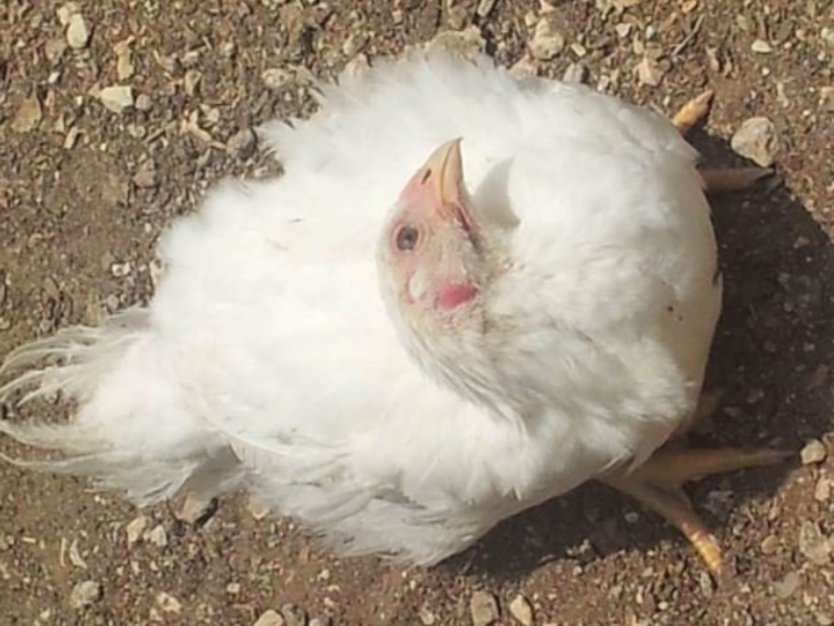 Newcastle Disease