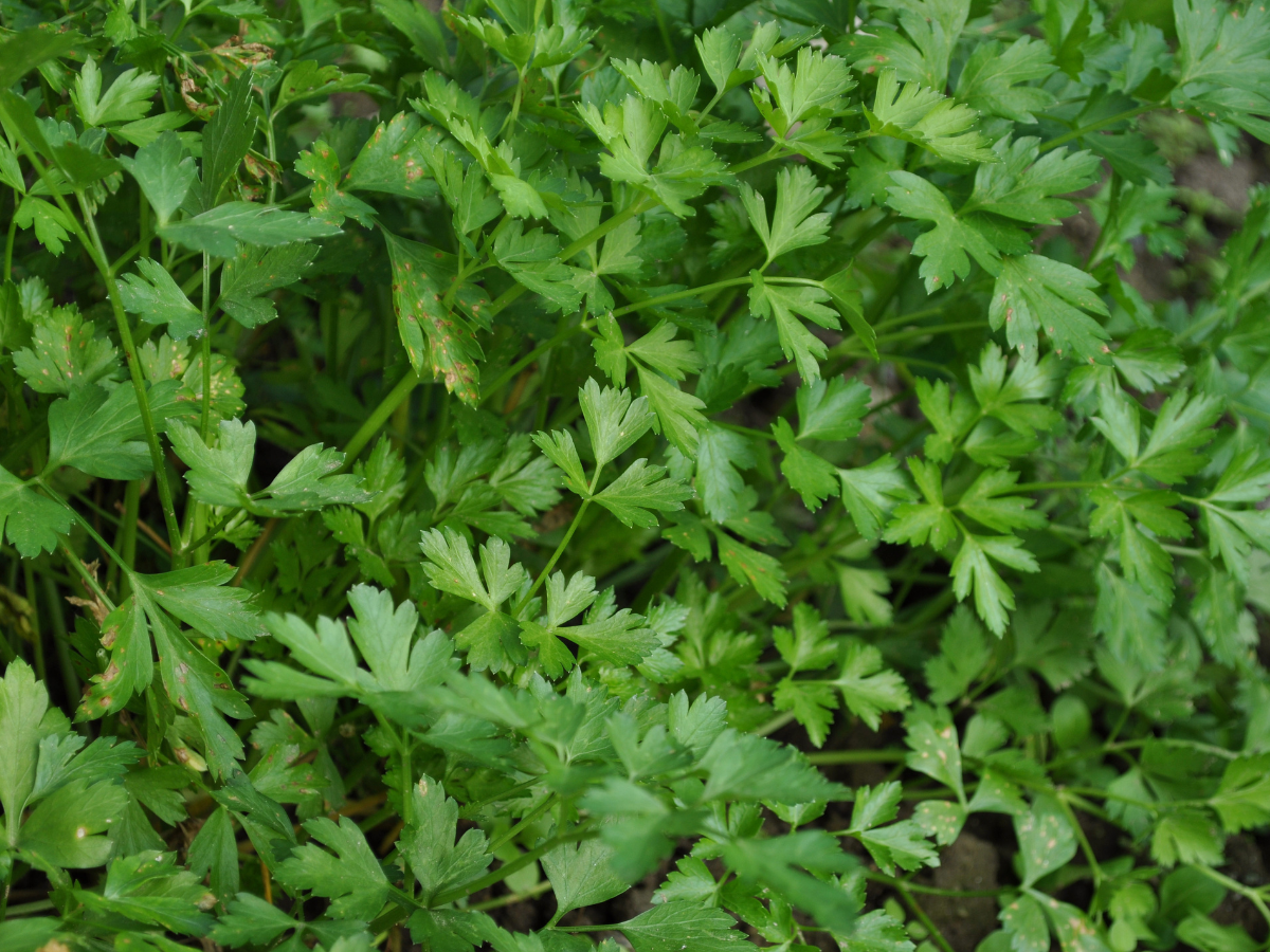 Parsley