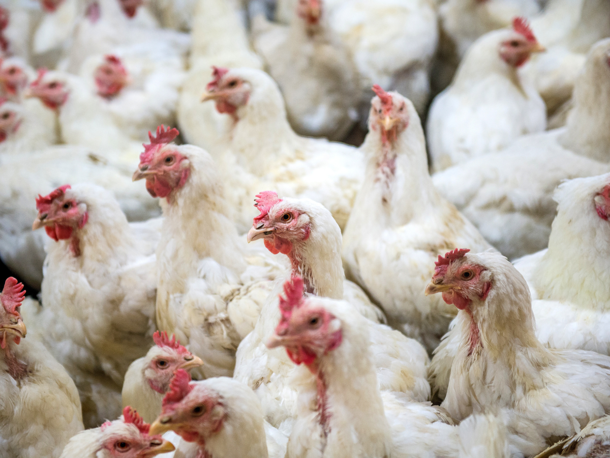 Preventing Bird Flu in Chickens