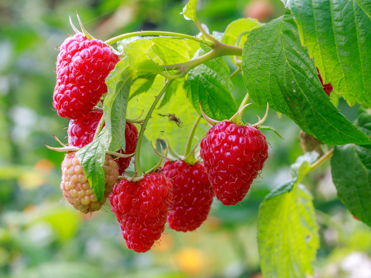 Raspberries