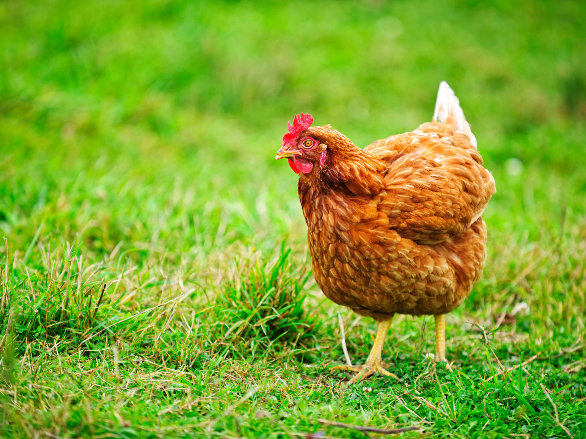 Rhode Island Red: The Heat-Tolerant Classic