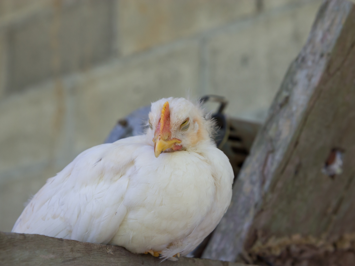 Symptoms of Bird Flu in Chickens