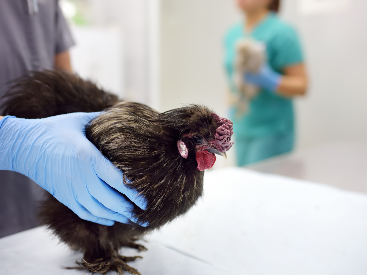 Treatment Options for Bird Flu