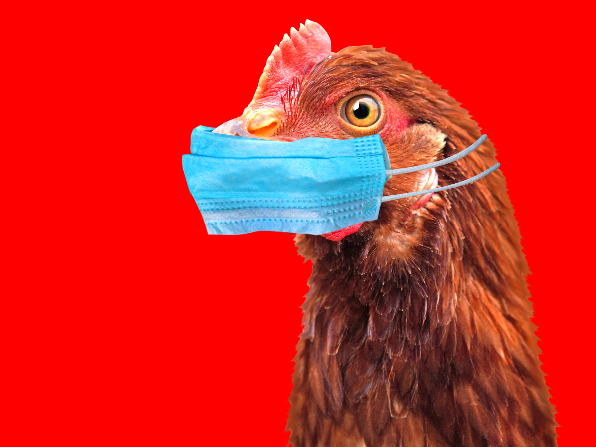 Understanding Bird Flu Symptoms