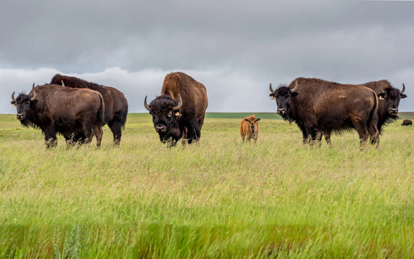 bison in a pasture | Buck Wild Bison Meat