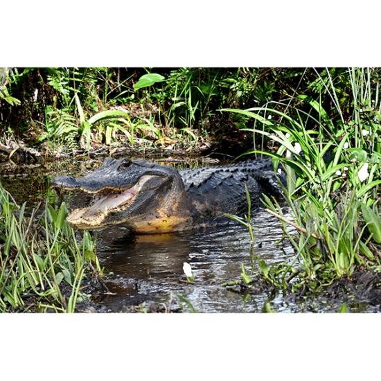 Call of the Wild Green Alligator Digital Print 28" Panel