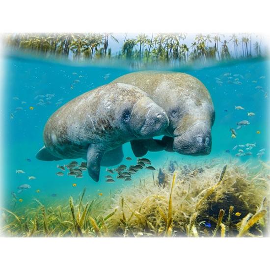 Call of the Wild Multi Manatee Digital Print 33" Panel