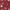 Good News Great Joy Cranberry Christmas Birds Fabric – End of Bolt – 56″ × 44/45″