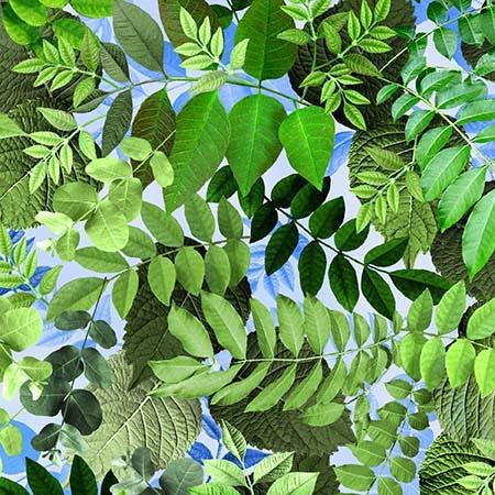 Hydrangea Dreams Loden Spring Leaf Fabric