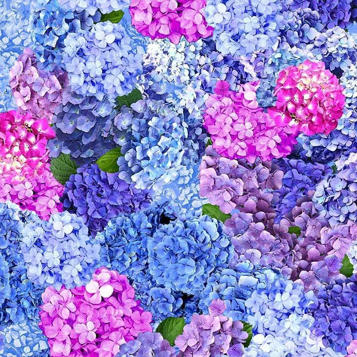 Hydrangea Dreams Multi Spring Dreams Fabric