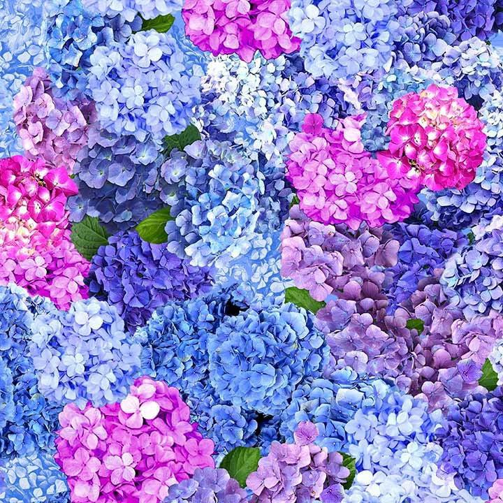 Hydrangea Dreams Multi Spring Dreams Fabric-Michael Miller Fabrics-My Favorite Quilt Store