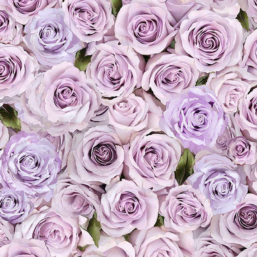 light purple roses wallpaper