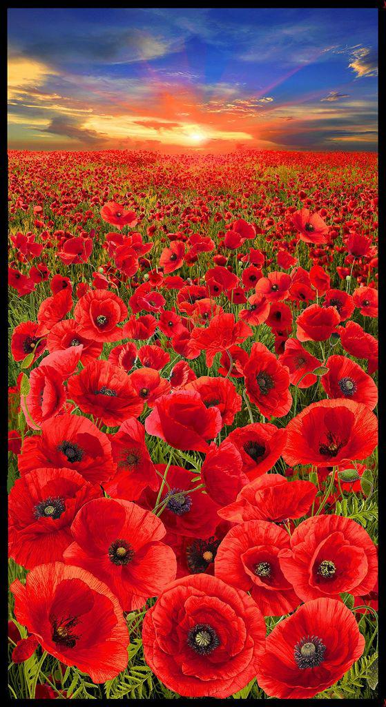 Sunset Poppies Red Poppy Field 24" Panel-Timeless Treasures-My Favorite Quilt Store