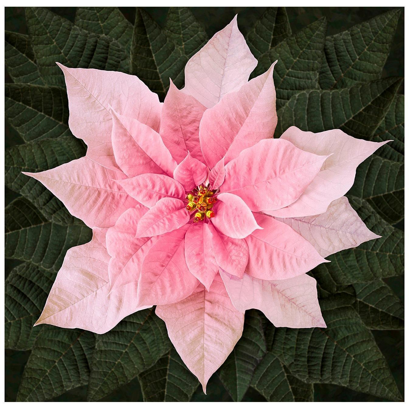 Dream Big Holiday Pink Poinsettia Panel 43"x 43"-Hoffman Fabrics-My Favorite Quilt Store