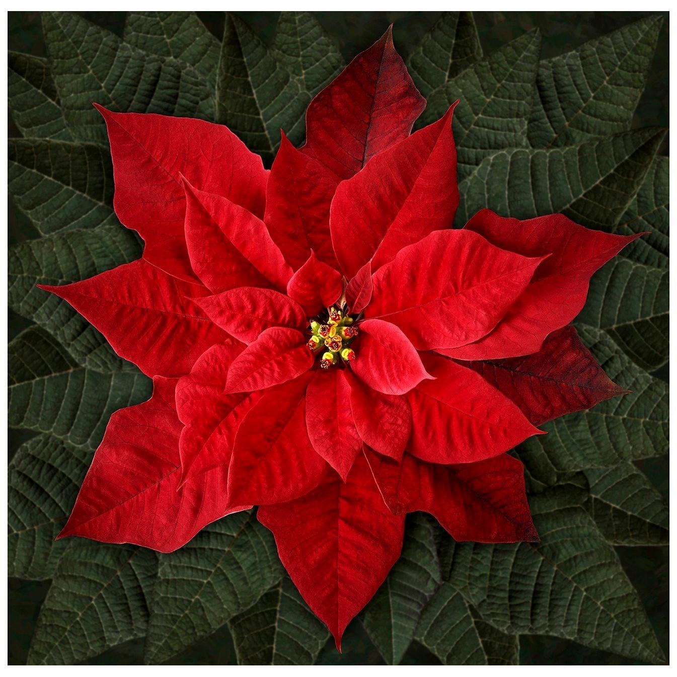 Dream Big Holiday Red Poinsettia Panel 43"x 43"-Hoffman Fabrics-My Favorite Quilt Store