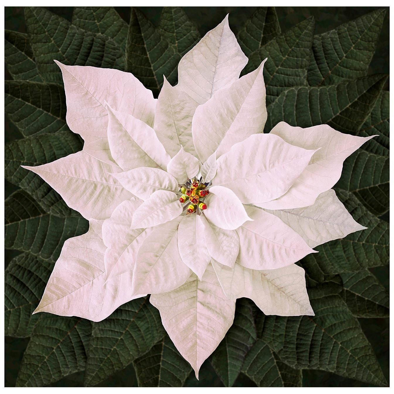 Dream Big Holiday White Poinsettia Panel 43"x 43"-Hoffman Fabrics-My Favorite Quilt Store