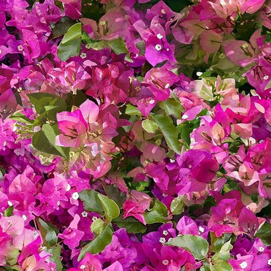 Mediterranean Escape Fuchsia Bougainvillea Digital Fabric - Hoffman Fabrics  | My Favorite Quilt Store