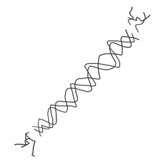 collagen molecule triple helix