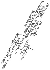 collagen fibrils