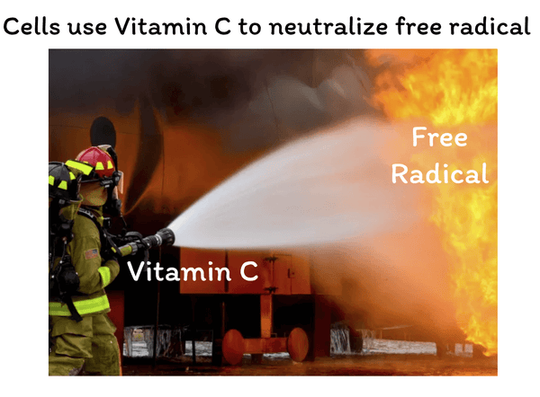 Cells use Vitamin C to neutralize free radical