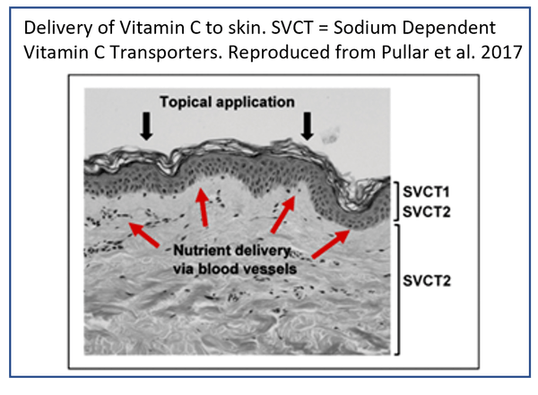 Delivery of Vitamin C to skin via SVCT