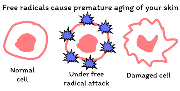 Free radicals cause premature aging