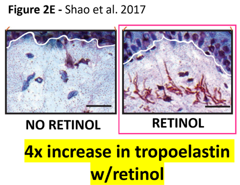 Retinoids more elastin