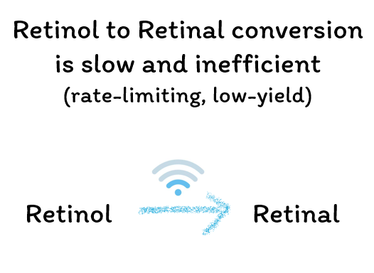 Retinol to Retinal conversion is slow and inefficient