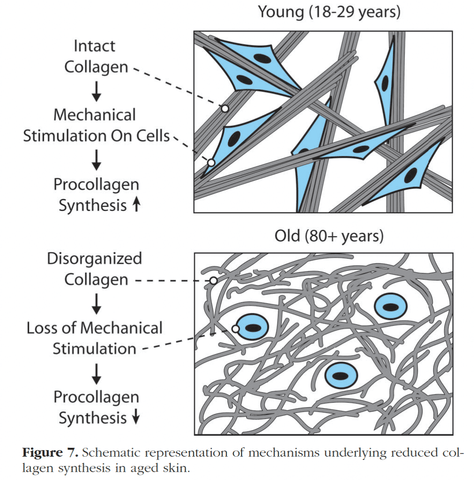 collagen synthesis young and old skin